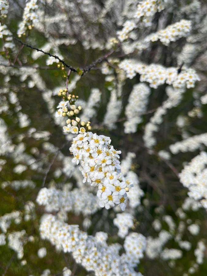 Pensiunea Colt De Rai, Vistisoara Statiunea Climaterica Sambata Zewnętrze zdjęcie